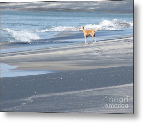 Dogs Metal Print featuring the photograph Tide Watch by Diana Rajala