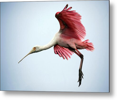 Bird Metal Print featuring the photograph Tip Toe Landing by Art Cole