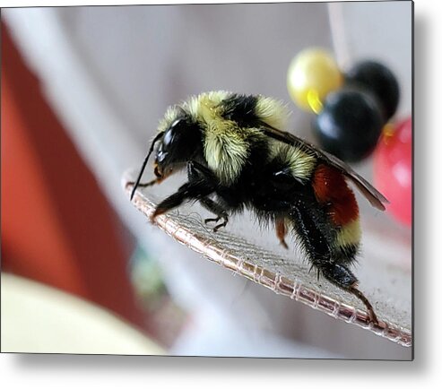 Bombus Ternarius Metal Print featuring the photograph Tri-colored Bumble Bee by Jean Evans