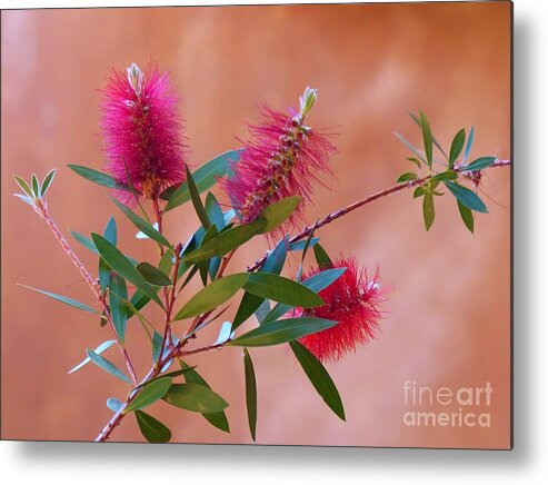 Mexican Garden Metal Print featuring the photograph Triple Warmth by Rosanne Licciardi