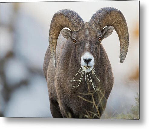 Bighorn Rams Metal Print featuring the photograph Wind River by Scott Warner