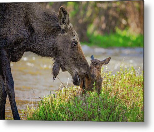 Moose Metal Print featuring the photograph Welcome to the World by Gary Kochel