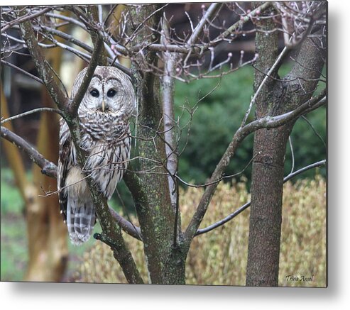 Barred Owl Metal Print featuring the photograph Whooo You Lookin' At? by Trina Ansel