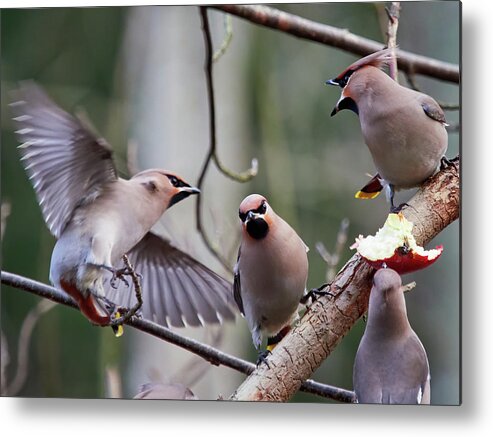 Bombycilla Garrulus Metal Print featuring the photograph Why are they talking so loud by Jouko Lehto