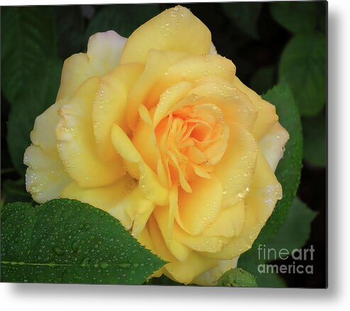 Roses Metal Print featuring the photograph Yellow Rose Bloom by Scott Cameron