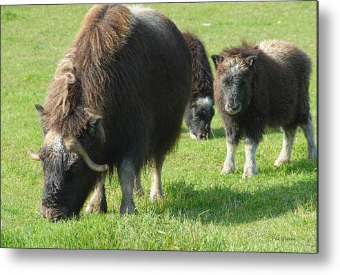 Musk Ox Metal Print featuring the photograph Musk Ox and Calves by Dyle  Warren