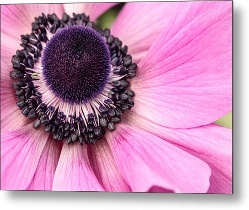 Anemone Metal Print featuring the photograph Anemone #1 by Cathy Donohoue