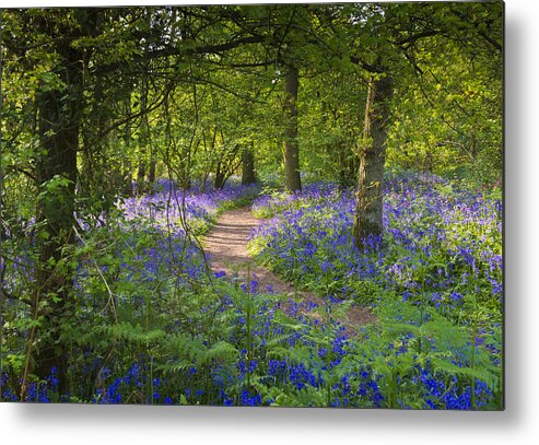 Bluebells Metal Print featuring the photograph Bluebell woods walk by Gary Eason