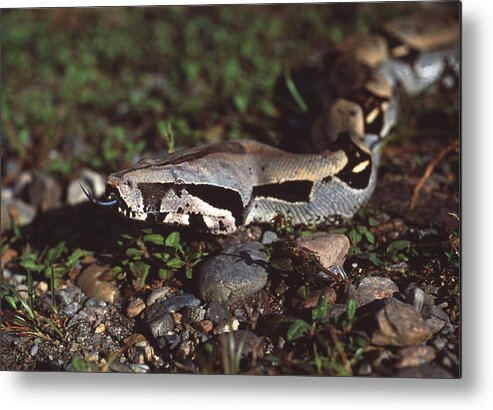 Animal Metal Print featuring the photograph Boa Constrictor #1 by Sinclair Stammers/science Photo Library