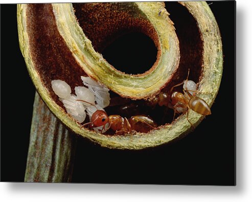 Feb0514 Metal Print featuring the photograph Carpenter Ants And Pupae Nest #1 by Mark Moffett