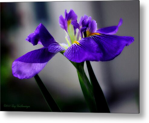 Iris Metal Print featuring the photograph Elegant Iris by Lucy VanSwearingen