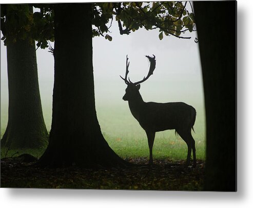 Mammal Metal Print featuring the photograph Fallow Deer Buck #1 by Nigel Downer