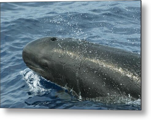 False Killer Whale Metal Print featuring the photograph False Killer Whale #1 by Christopher Swann/science Photo Library