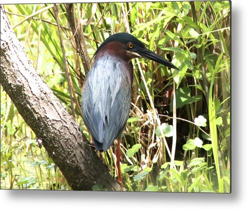 Green Heron Metal Print featuring the photograph Green Heron #1 by Jeanne Juhos
