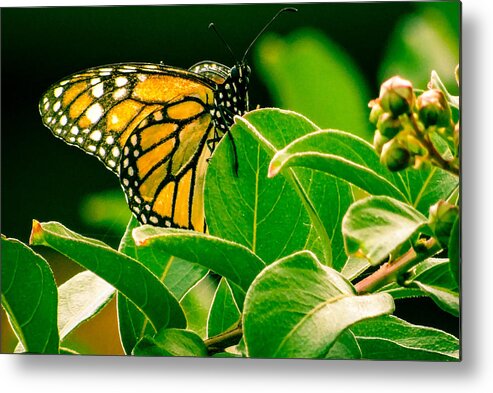Monarch Metal Print featuring the photograph Hanging Around #1 by Stacy Michelle Smith