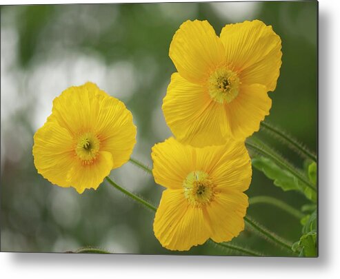 May Metal Print featuring the photograph Iceland Poppy (papaver Nudicaule) Flowers #1 by Maria Mosolova/science Photo Library