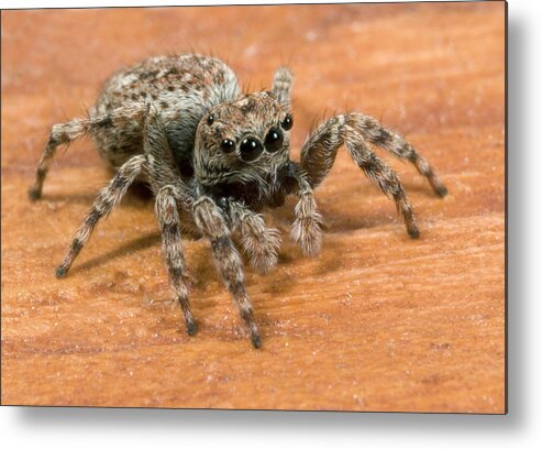 Arachnid Metal Print featuring the photograph Jumping Spider by Nigel Downer