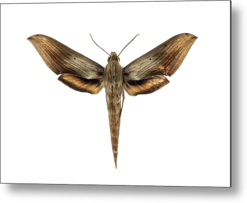 1 Metal Print featuring the photograph Libya Sphinx Moth #1 by F. Martinez Clavel