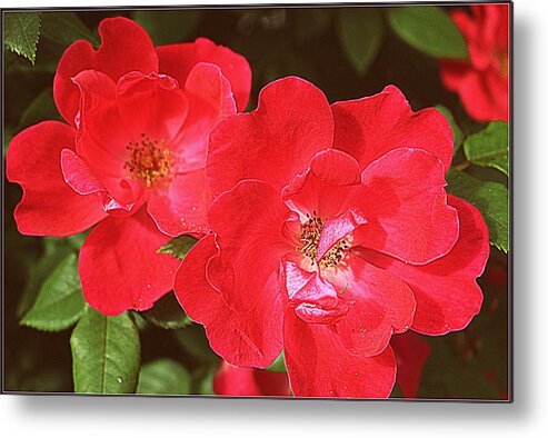 Rose Metal Print featuring the photograph Old-Fashioned Roses by Dora Sofia Caputo