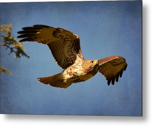 Red Tailed Hawk Metal Print featuring the photograph Out Of The Blue #1 by Fraida Gutovich