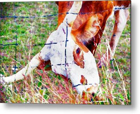 Longhorn Metal Print featuring the photograph Peek-a-Moo WC by Ken Williams