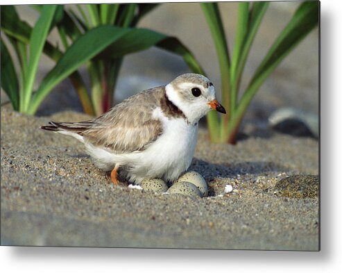 Mp Metal Print featuring the photograph Piping Plover Charadrius Melodus by Tom Vezo