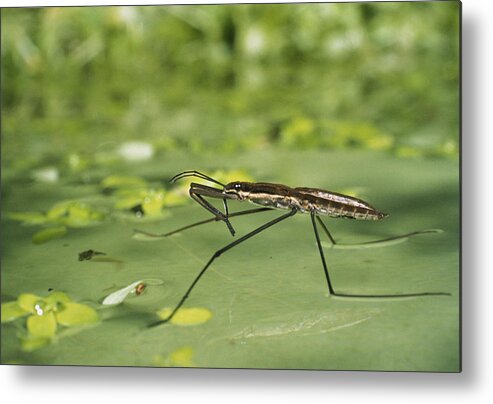Animal Metal Print featuring the photograph Pond Skater #1 by Perennou Nuridsany