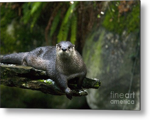 River Otter Metal Print featuring the photograph River Otter #1 by Mark Newman