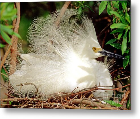 Snowy Egret Metal Print featuring the photograph Snowy Egret Egretta Thula #1 by Millard H. Sharp