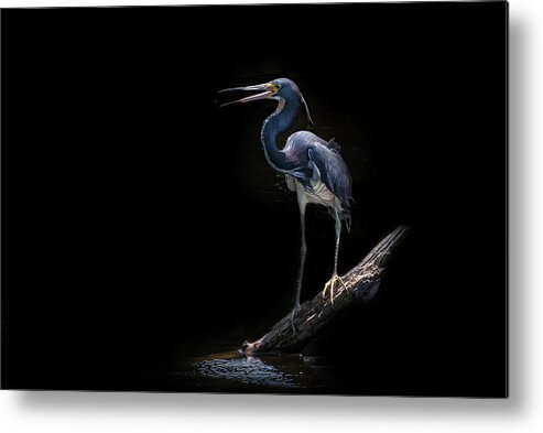 Tricolored Heron Metal Print featuring the photograph Spotlight #1 by Ghostwinds Photography
