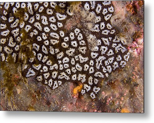 Star Tunicate Metal Print featuring the photograph Star Tunicate #3 by Andrew J Martinez