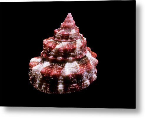Biology Metal Print featuring the photograph Top Snail Shell #1 by Gilles Mermet