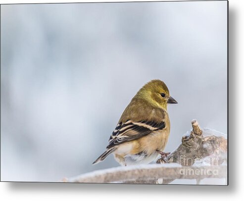  Metal Print featuring the photograph Winter Goldfinch #1 by Cheryl Baxter