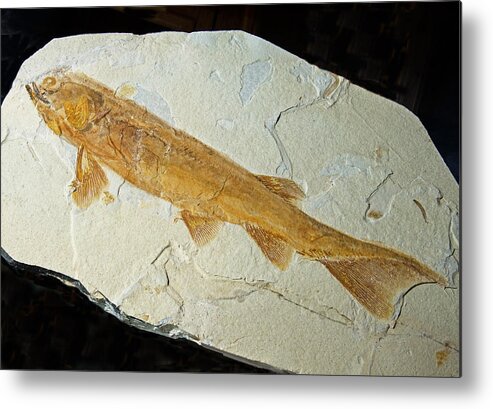 Nature Metal Print featuring the photograph Fish Fossil #12 by Millard H. Sharp