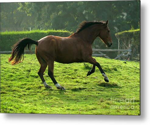 Grey Horse Metal Print featuring the photograph The Bay Horse #12 by Ang El