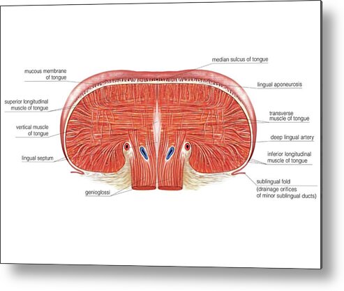 Anatomy Metal Print featuring the photograph Tongue #12 by Asklepios Medical Atlas
