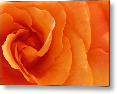 Background Metal Print featuring the photograph Roses #13 by Peter Lakomy