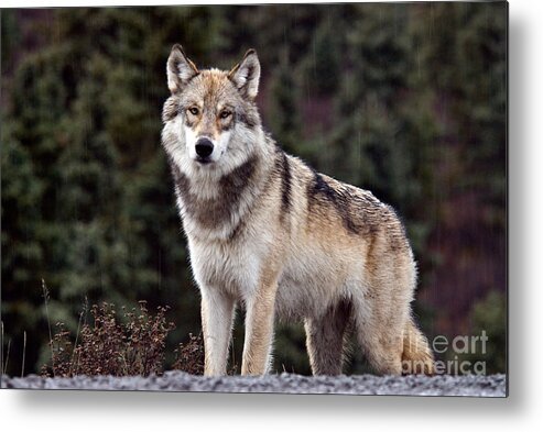 Animal Metal Print featuring the photograph Gray Wolf #14 by Mark Newman