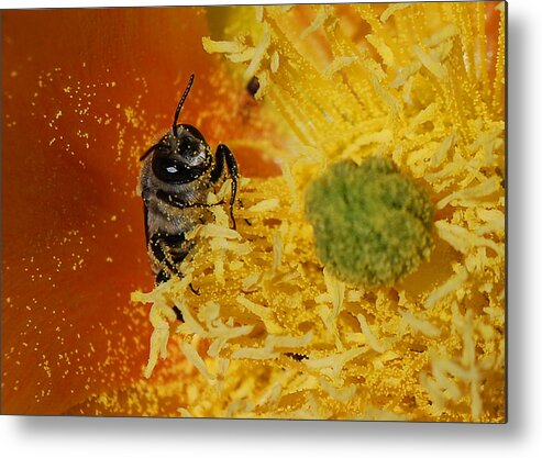 Becky Furgason Metal Print featuring the photograph #watchinguswither by Becky Furgason