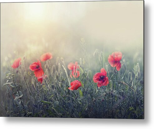 Poppy Metal Print featuring the photograph .....*...**...*..**... #2 by Dimitar Lazarov -