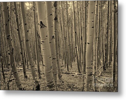 Aspen Metal Print featuring the photograph Aspen Forest #2 by William Wyckoff