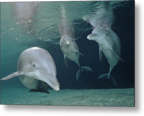 Feb0514 Metal Print featuring the photograph Bottlenose Dolphin Trio Hawaii #2 by Flip Nicklin