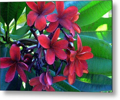 Hawaii Metal Print featuring the photograph Burgundy Plumeria by James Temple