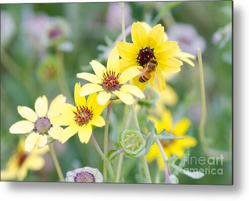 Bee Metal Print featuring the photograph Chocolate for Breakfast by Tamara Becker