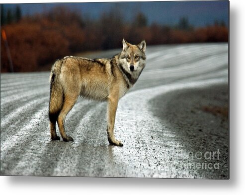 Animal Metal Print featuring the photograph Gray Wolf #2 by Mark Newman