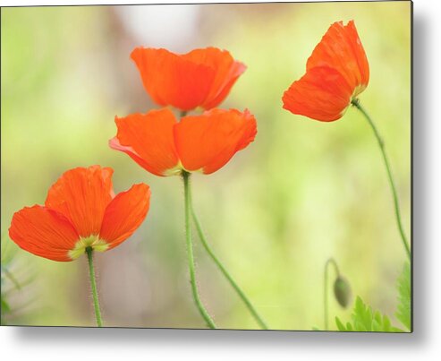 May Metal Print featuring the photograph Iceland Poppies (papaver Nudicaule) In Flower #2 by Maria Mosolova/science Photo Library