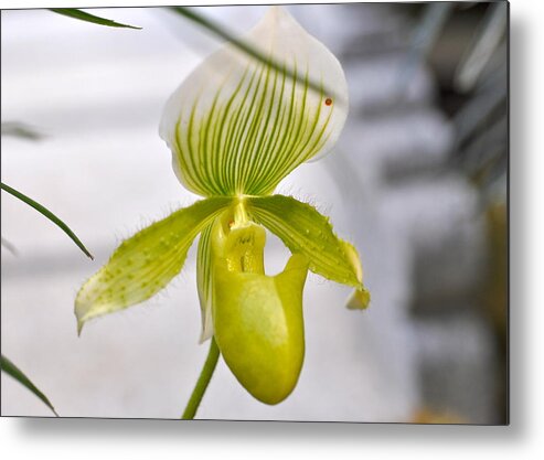 Lady Slipper Orchid Metal Print featuring the photograph Lady Slipper #2 by Sue Morris