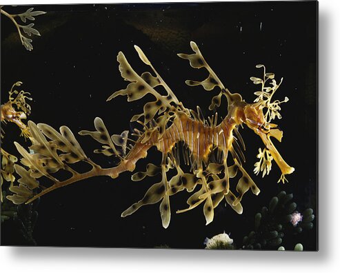 Actinopterygii Metal Print featuring the photograph Leafy Sea Dragon by Paul Zahl