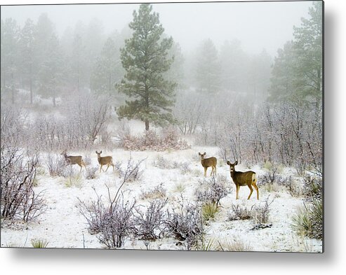 Animal Metal Print featuring the photograph Mule Deer in Heavy Snow #2 by Steven Krull