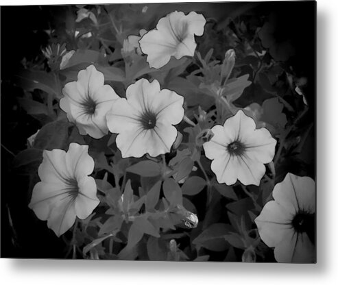 Petunia Metal Print featuring the photograph Petunia #2 by Bonnie Willis